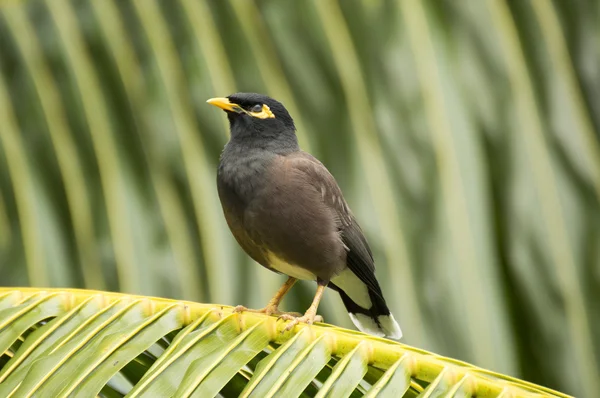 Wspólnej myna (Acridotheres tristis) ptaków wyspy Praslin, Seszele — Zdjęcie stockowe