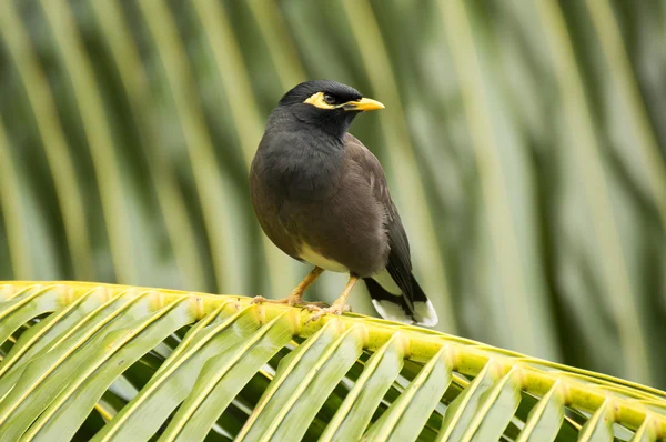 Myna comune (Acridotheres tristis) uccello nell'isola di Praslin, Seychelles — Foto Stock