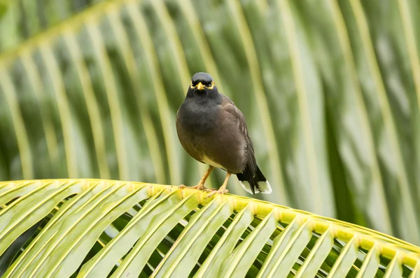 Pájaro común de myna (Acridotheres tristis) en Praslin Island, Seychelles —  Fotos de Stock