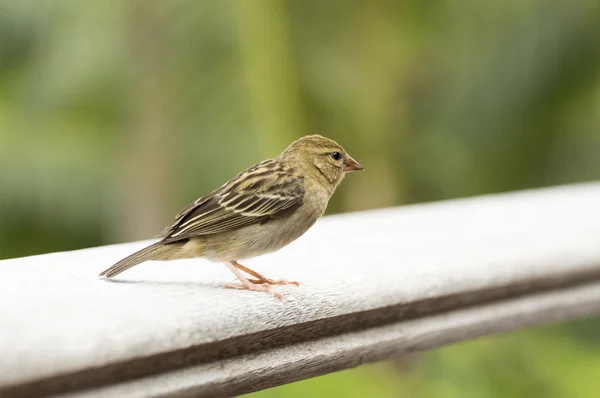 Fody rojo hembra, Foudia madagascariensis, Seychelles y Madagascar ave . —  Fotos de Stock