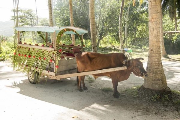 Ox cart for people transportation in La Digue Island, Seychelles — Stock Photo, Image