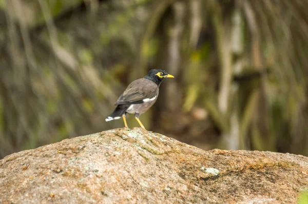 Nasse gemeine myna (acridotheres tristis) durch Regen auf den Seychellen — Stockfoto