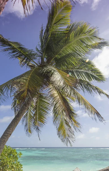 Palms Beach Island la digue, Seyşeller - tatil arka plan