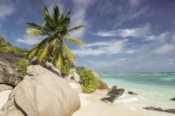 Palmy na pláži na ostrově la digue, Seychely - dovolená pozadí — Stock fotografie