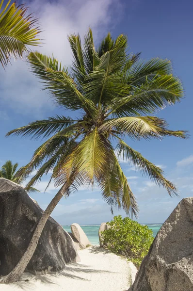 Palms Beach Island la digue, Seyşeller - tatil arka plan
