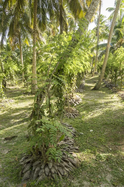 La Digue Island vanilya plantationion