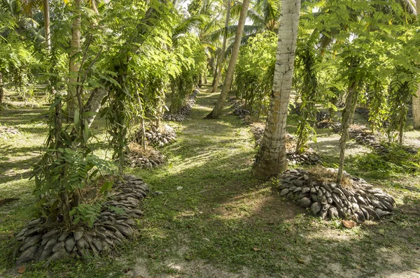 La Digue Island vanilya plantationion