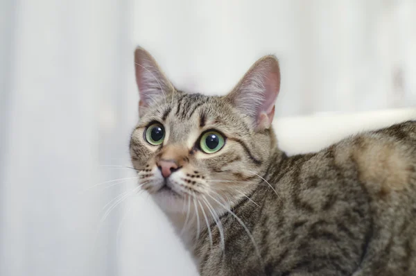 Retrato de un gato de pelo corto europeo gris ojos verdes . — Foto de Stock