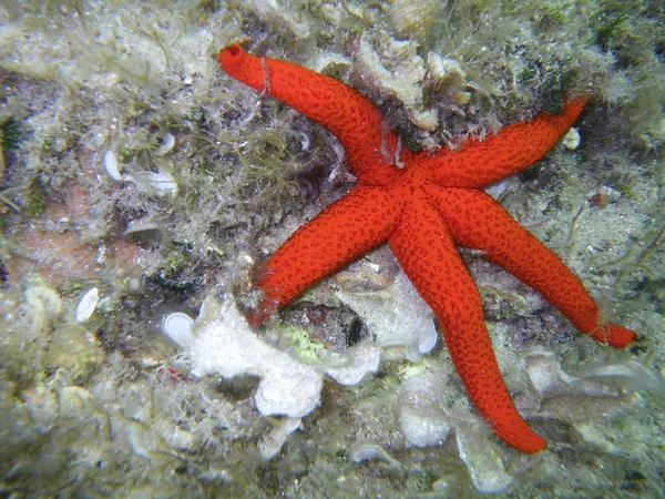 Ophidiaster ophidianus, deniz yıldızı sualtı