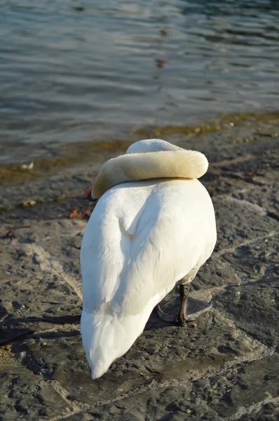 Höckerschwan-Porträt — Stockfoto