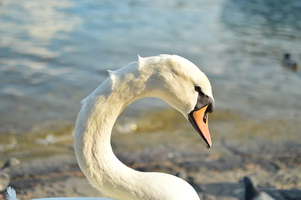 sessiz kuğu portresi
