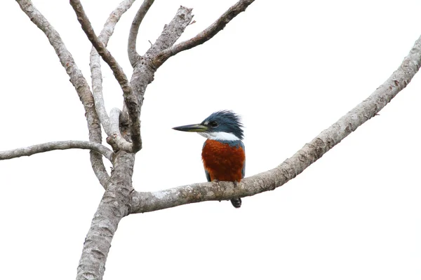 Kingfisher on a tree — Stock Photo, Image