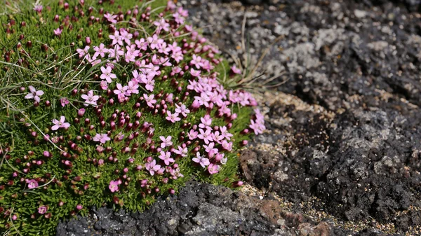 Moss flor en roca — Foto de Stock