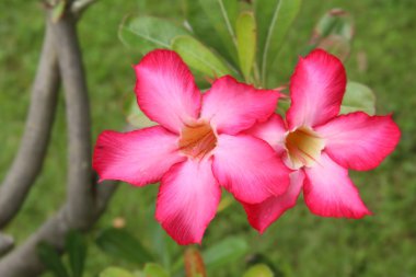 pembe frangipani çiçek