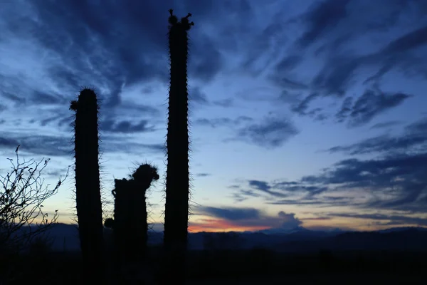 Zonsondergang in de woestijn van Mexico met Cactus — Stockfoto