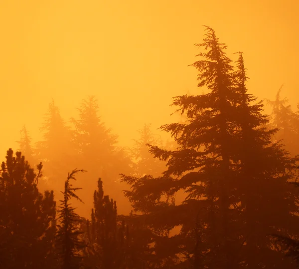 Naplemente az erdőben, Oregon — Stock Fotó