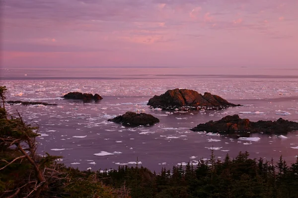 Violet pink sunset with drift ice — Stock Photo, Image