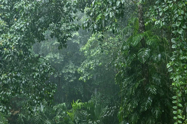 Rainfall in the jungle 2 — Stock Photo, Image