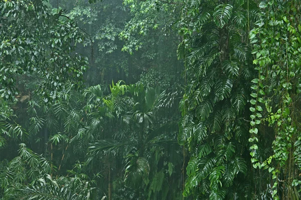 Rainfall in the jungle — Stock Photo, Image