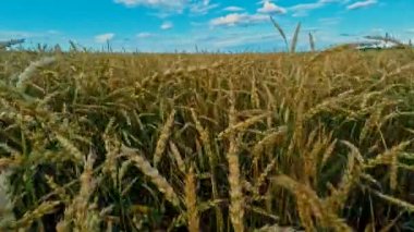 Rusya, Vladimirskaya bölge, olgun çavdar