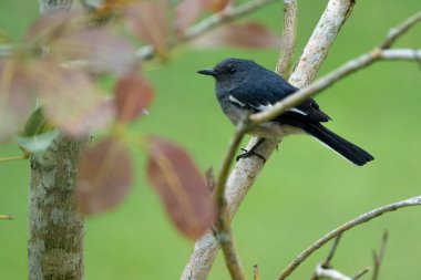 Doğulu Saksağan Robin yosun kaplı bir dala tünemişti..