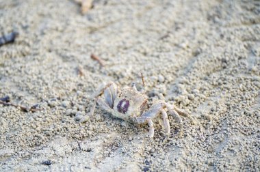 Küçük hayalet bir yengeç kumlu bir plajda kamufle olmuş, küçük kum taneleriyle çevrili, oyuk etkinliği tarafından yaratılmış..