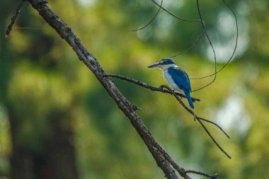 Canlı bir yakalı Kingfisher, yumuşak bokeh ile gür, koyu yeşil orman arka planı çerçeveli, çıplak bir ağaç dalına tünemiş.