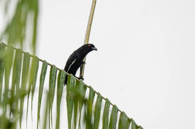 Parlak beyaz gökyüzüne karşı tropik bir palmiye yaprağına tünemiş kırmızı gözlü kara saksağan kuşu.