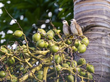 Palmiye meyvelerinin üzerine konmuş bir çift sarı havalandırmalı bulut..