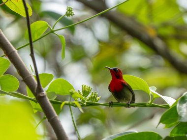 Kızıl Güneş Kuşu yapraklı dallara tünemiş, yemyeşil tropikal ormanlardaki tomurcuklarla besleniyordu. Canlı kırmızı tüyler canlı yeşil yapraklarla çelişiyor.