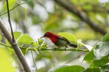 Kızıl Güneş Kuşu yapraklı dallara tünemiş, yemyeşil tropikal ormanlardaki tomurcuklarla besleniyordu. Canlı kırmızı tüyler canlı yeşil yapraklarla çelişiyor.