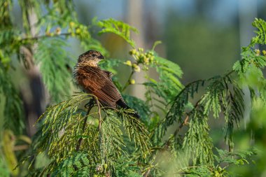 Tomurcuklar ve canlı yeşil yapraklar ile çevrili, yemyeşil tropikal yapraklar içinde küçük Coucal kuş tüy dalına tünemişti..