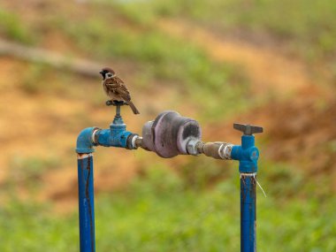 Avrasya Ağaç Serçesi, açık hava su ölçer borusunun mavi sapına tünemiş yumuşak, bulanık yeşil ve kahverengi bir arka plan üzerine kuruludur..