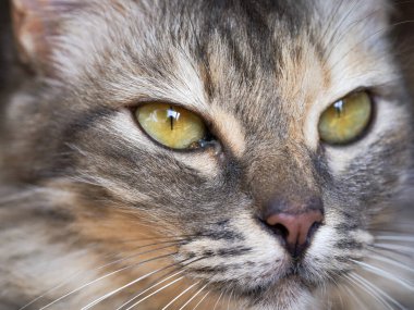 Kaplumbağa kabuğundan yapılmış, çarpıcı sarı gözleri olan, etkileyici yüzüne ve yumuşak, çok renkli kürküne odaklanmış bir kaplumbağa kabuğu portresi.