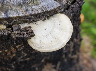 Beyaz bir parantez mantarı eskimiş, koyu ağaç kütüğünün yanından büyür, belirgin eş merkezli büyüme halkaları ve pürüzsüz, mat bir doku gösterir.