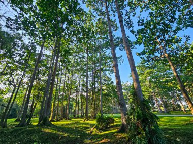 Huzurlu Orman Manzarası 'nda Uzun Ağaçlar ve Yosun Yeşil Masalı Günışığı Ormanı