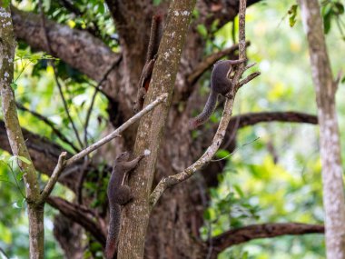 Yoğun Yeşil Orman Yaşam Alanında Ağaç Gövdesi ve Dalları Üzerinde Tırmanan ve Etkileşen Üç Sincap