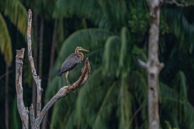 Mor Balıkçıl Ardea, Weathered Tree Dalı 'na tünemiş ve sulak arazi ekosisteminde tropik yeşil orman arka planına sahip.