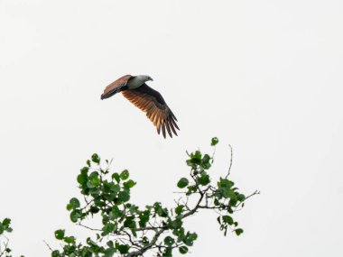 Brahminy Uçurtması Haliastur, Beyaz Bulutlu Gökyüzü 'nde Yeşil Ağacın Üzerinde Kanatlarıyla Yırtıcı Kuşun Üzerinde Yükseliyor.