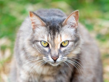 Yoğun Sarı Gözlü Gri Tekir Kedi 'nin Kapalı Portresi Tüylü Evcil Evcil Hayvan' a Doğrudan Bakıyor