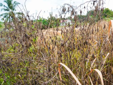 Kuru Solmuş Çalıların Kapanışı ve Ölü Kahverengi Sarmaşıklar Bir Kırsal Tarlada Otlar ve Tropikal Topraklardaki Kuruyan Bitkiler