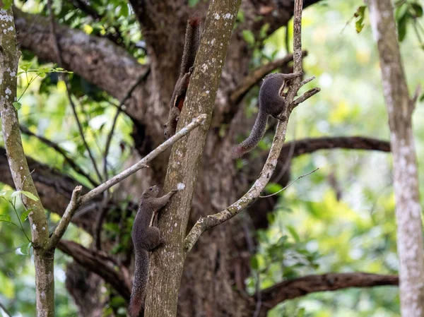 Yoğun Yeşil Orman Yaşam Alanında Ağaç Gövdesi ve Dalları Üzerinde Tırmanan ve Etkileşen Üç Sincap