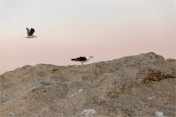 吃和飞翔的海鸥 — 图库照片