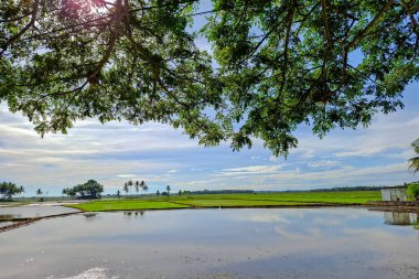 Parlak Mavi Gök Altında Engin Tarım Alanı Yansıtıcı Su Tarlaları ve Yeşillik Yeşil Yapraklar