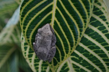 Büyük yeşil bir yaprağın üzerinde dinlenen gri ağaç kurbağasına yaklaş. Sarı çizgili doğal ışık.