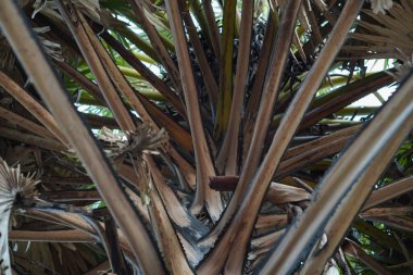 Kahverengi Palmiye Ağacının Köklerine Yakın Arkaplanda Yeşil Önlü Doğal Güneş Işığı Açık