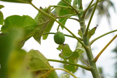 Yeşillik Yeşil Yaprakların Ortasında Bir Dalda Asılı Yeşil Tohum Kapsülü