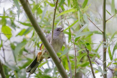 Gri boğazlı Warbling Finch (Microspingus kababanisi) bir dala tünedi.