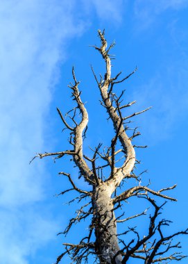 Çıplak, ölü Ladin ağacı