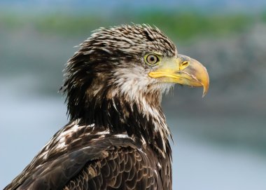 Juvenil kel kartal profil resmini